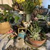 Plants & Crockery - Day/ Half Day - Image 3